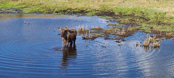 View of drinking water in lake