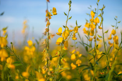 Close-up of yellow flowering plants on field