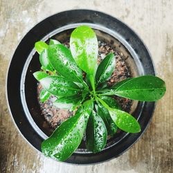 High angle view of potted plant on table