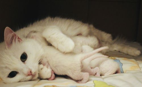 Close-up of cat sleeping on bed