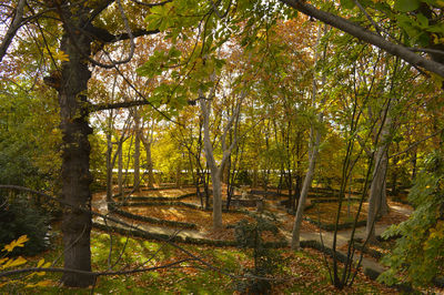 Trees in forest