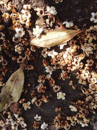 Close-up of maple leaves fallen on tree