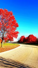 View of trees on field against blue sky