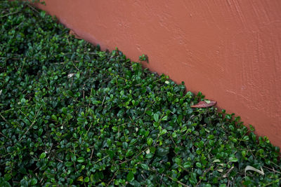 High angle view of plants growing on wall