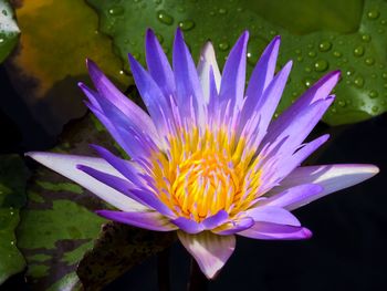 Close-up of lotus water lily in pond