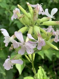 Close-up of white flowering plant