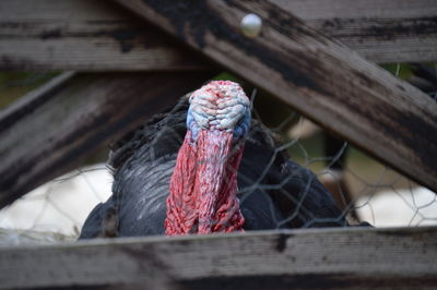 Close-up of bird on wood