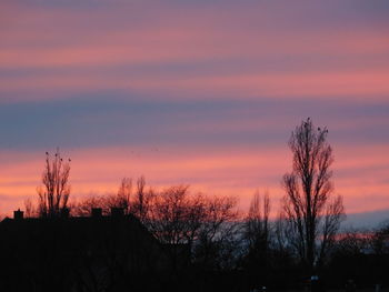 Silhouette of bare tree at sunset