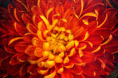 Full frame shot of orange rose flower