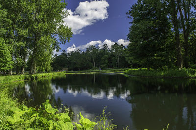 Scenic view of lake by trees in forest against sky