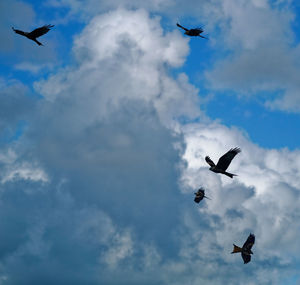 Low angle view of birds flying in sky