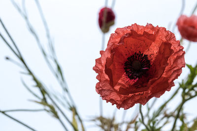 Close-up of red poppy flower