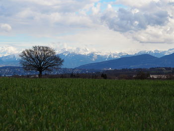 Scenic view of agricultural field against sky