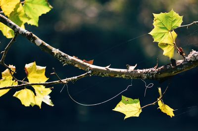 Close-up of spider web on branch