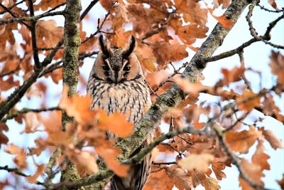 Low angle view of bird perching on tree