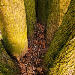 Close-up of tree trunk in forest