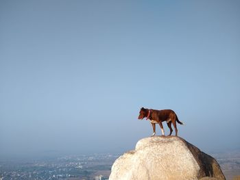 Dog enjoying beautiful landscape