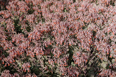 Full frame shot of flowering plants