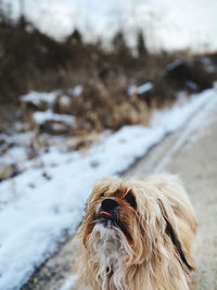 Close-up of a dog in snow