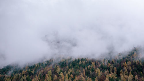 Scenic view of trees in forest against sky