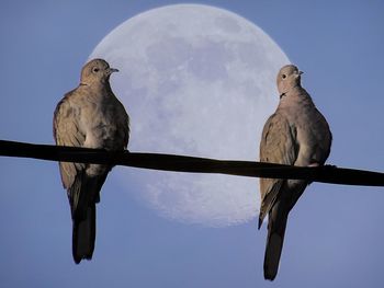 Low angle view of birds perching on the sky