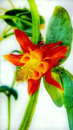 Close-up of day lily plant