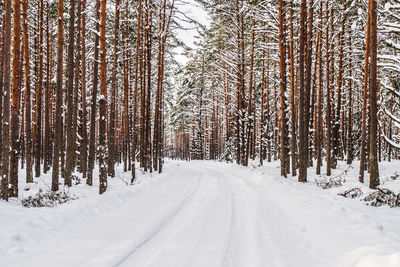 The road passes through the winter pine forest.
