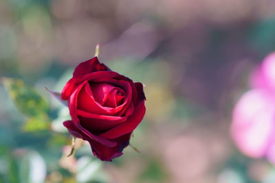 Close-up of rose against blurred background