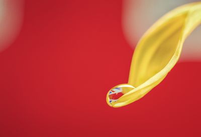 Close-up of yellow flower against red background