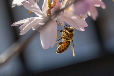 Close-up of bee pollinating on flower