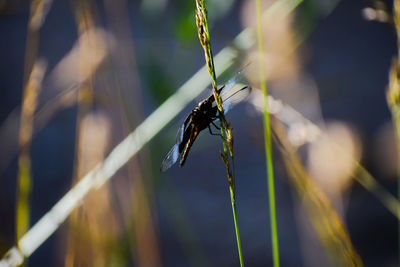 Close-up of insect on plant