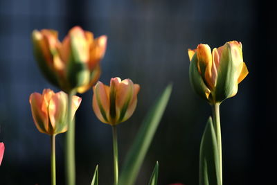 Close-up of yellow flowering plants