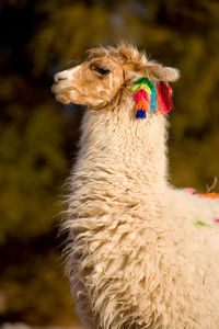 Close-up of alpaca