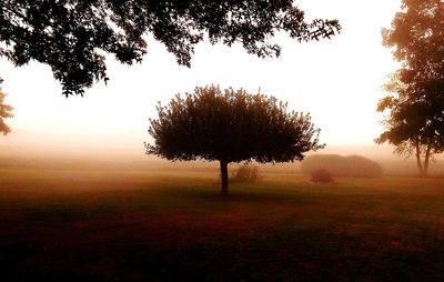 Trees on field against sky