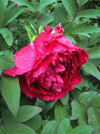 Close-up of wet red flower blooming outdoors