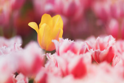 Close-up of pink tulips