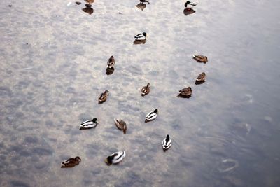 High angle view of flock of birds