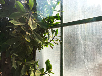 Plants growing on a wall