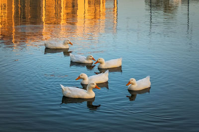 High angle view of ducks swimming in lake