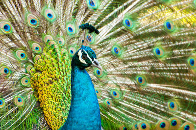 Close-up of peacock