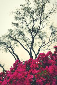 Low angle view of pink flowers blooming on tree