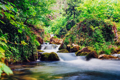 Scenic view of waterfall in forest