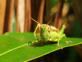 Close-up of insect on leaf