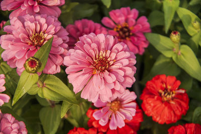 Close-up of pink flowering plants