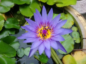 Close-up of purple flower