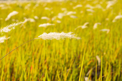 Close-up of stalks in field