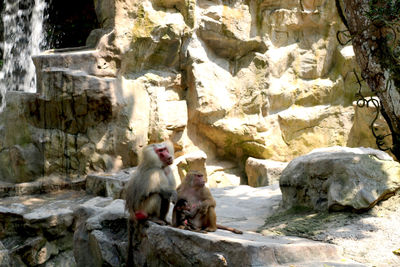 Monkey sitting on rock