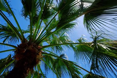 Low angle view of coconut palm tree against clear blue sky