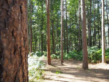 Trees in forest