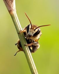 Close-up of insect on plant